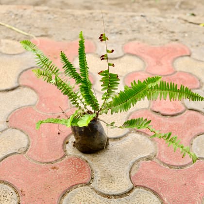 Buy Fern in 4 Inch Nursery Bag Online | Urvann.com