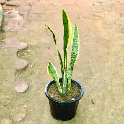 Buy Snake Golden in 6 Inch Nursery Pot Online | Urvann.com