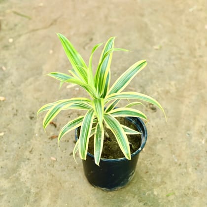 Buy Song Of India in 6 Inch Nursery Pot Online | Urvann.com