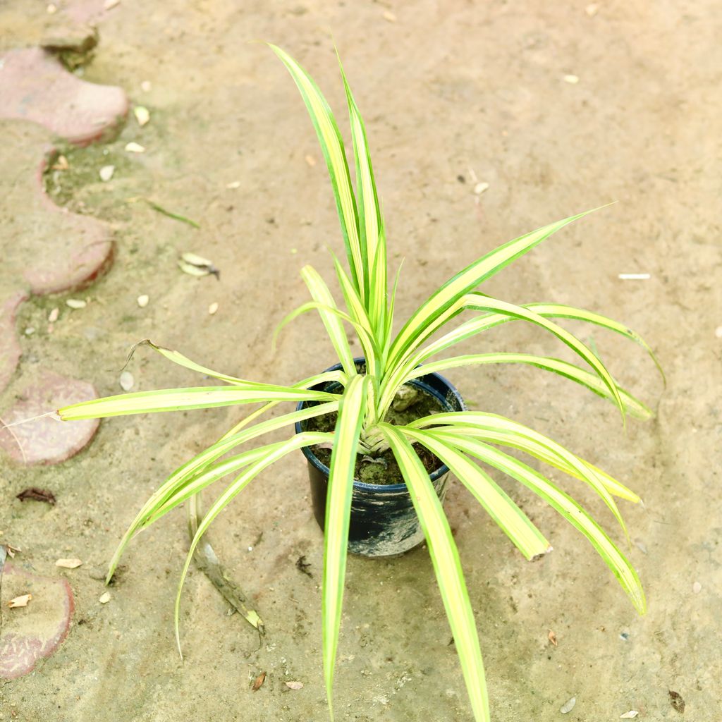 Pandanus in 6 Inch Nursery Pot