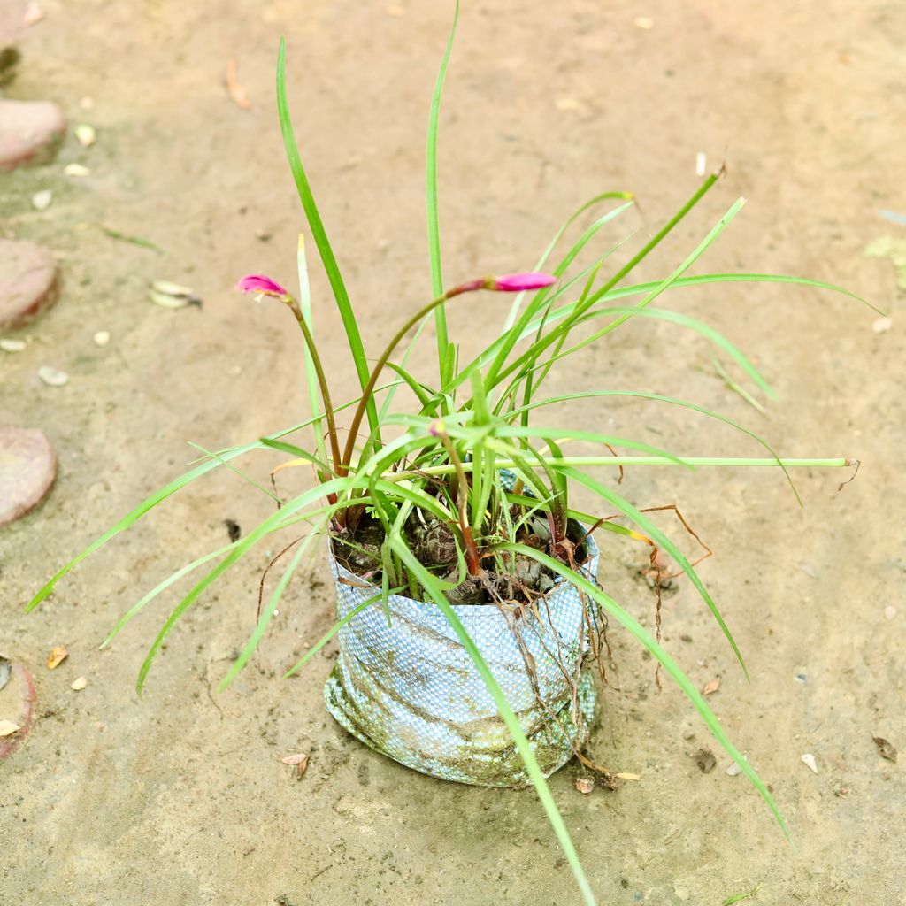 Zephyranthes Pink Lily in 6 Inch Nursery Bag