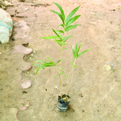 Buy Bambusa Balcooa/Female Bamboo/Tissue Culture Plant in 4 Inch Nursery Bag Online | Urvann.com