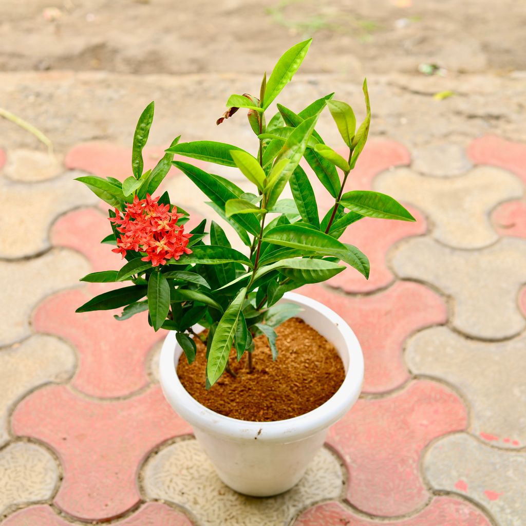 Ixora Red in 8 Inch White Classy Plastic Pot