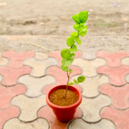 Buy Mogra / Jasmine  in 8 Inch Terracotta Red Classy Plastic Pot Online | Urvann.com