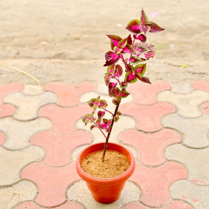 Buy Coleus Red (Any Design) in 8 Inch Terracotta Red Classy Plastic Pot Online | Urvann.com