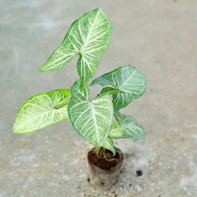 Syngonium Light Green in 4 Inch Nursery Bag