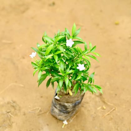 Dwarf Chandni white in 4 Inch Nursery Bag