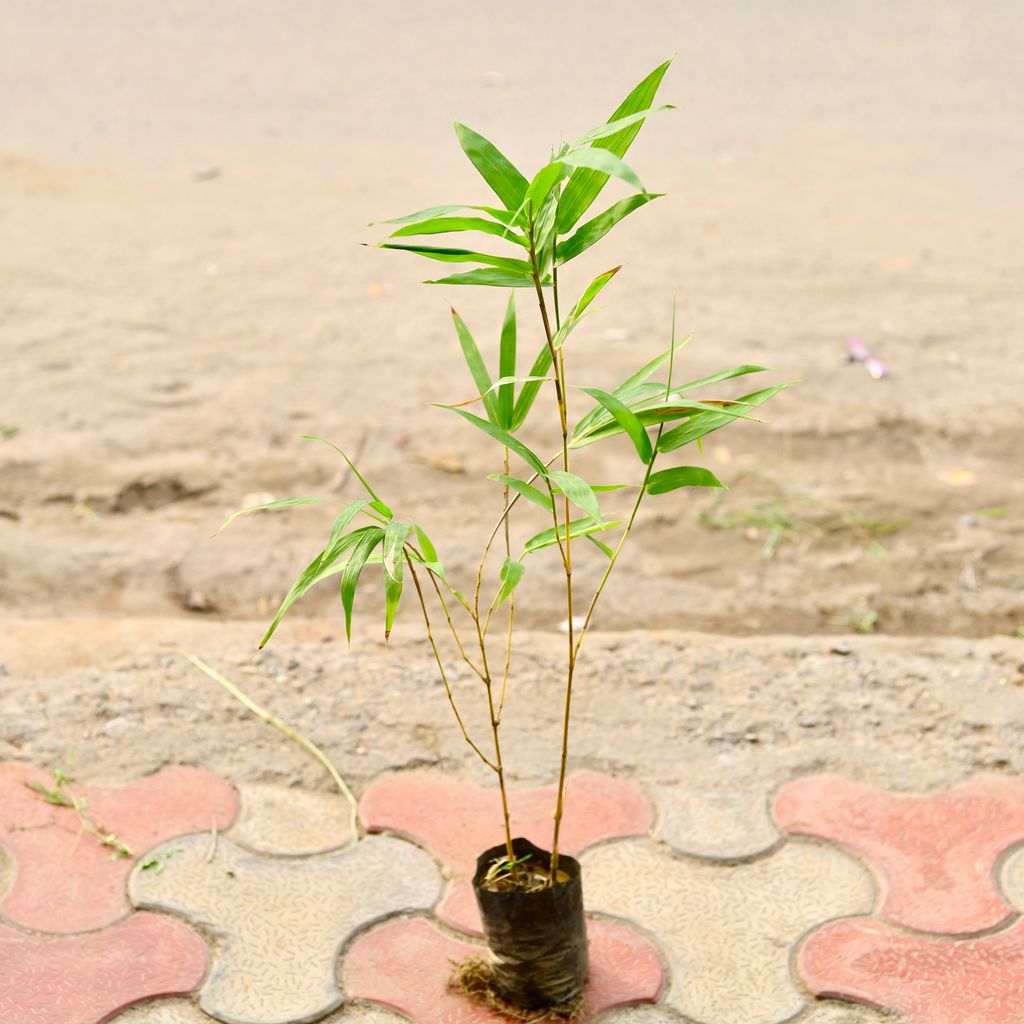 Bamboo Green (~ 2.5 Ft) in 4 inch Nursery Bag