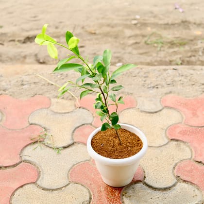 Buy Ficus Panda in 8 inch White Classy Plastic Pot Online | Urvann.com