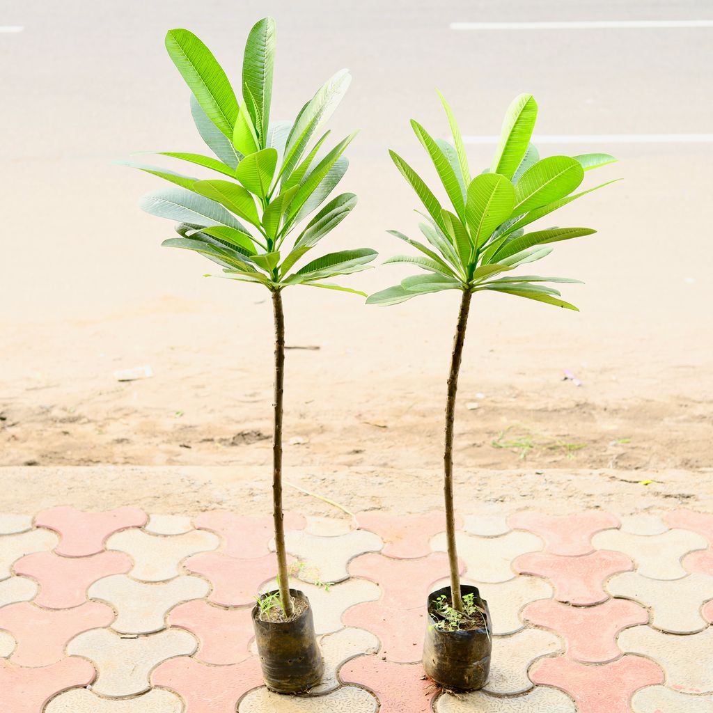 Set Of 2 - Champa / Plumeria (~ 3 Ft) in 5 inch Nursery Bag