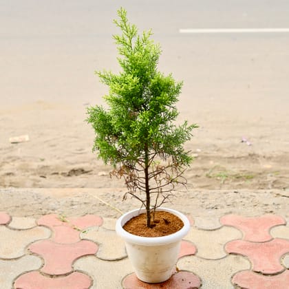 Buy Golden Juniperus (~ 2 Ft) in 12 Inch White Classy Plastic Pot Online | Urvann.com