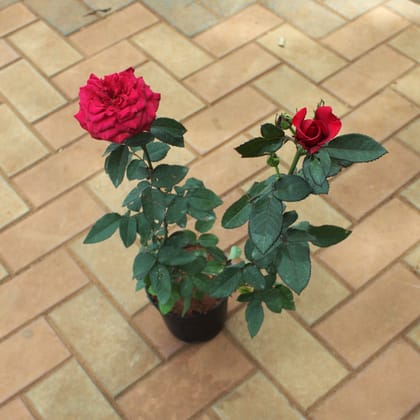 Buy Rose Red in 5 Inch Nursery Pot Online | Urvann.com