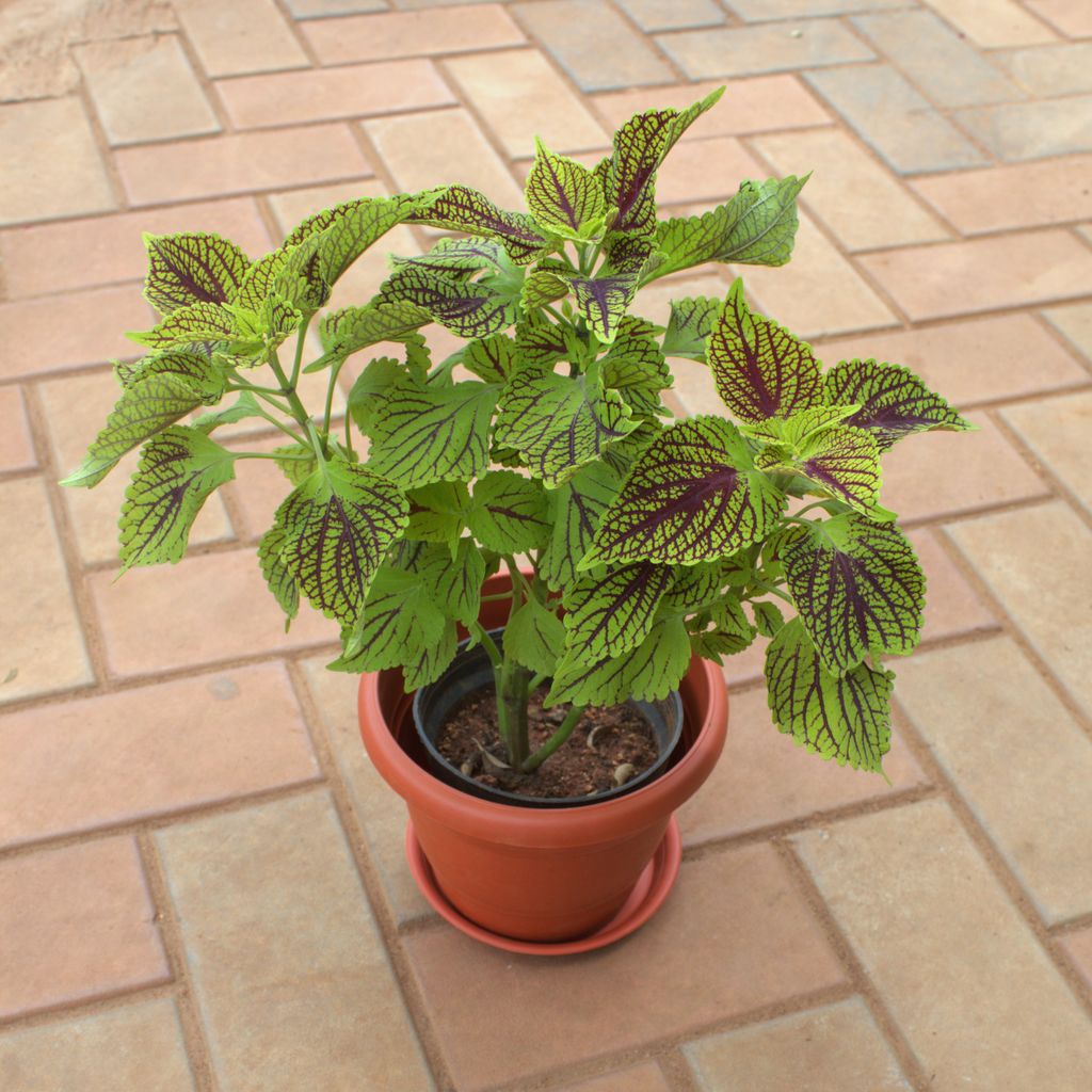 Coleus Green in 7 Inch Terracotta Red Classy Plastic Pot With Tray