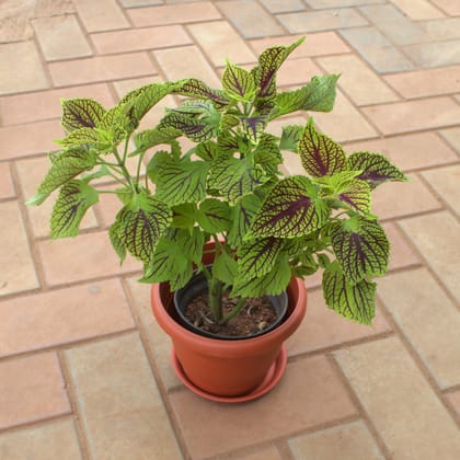 Buy Coleus Green in 7 Inch Terracotta Red Classy Plastic Pot With Tray Online | Urvann.com