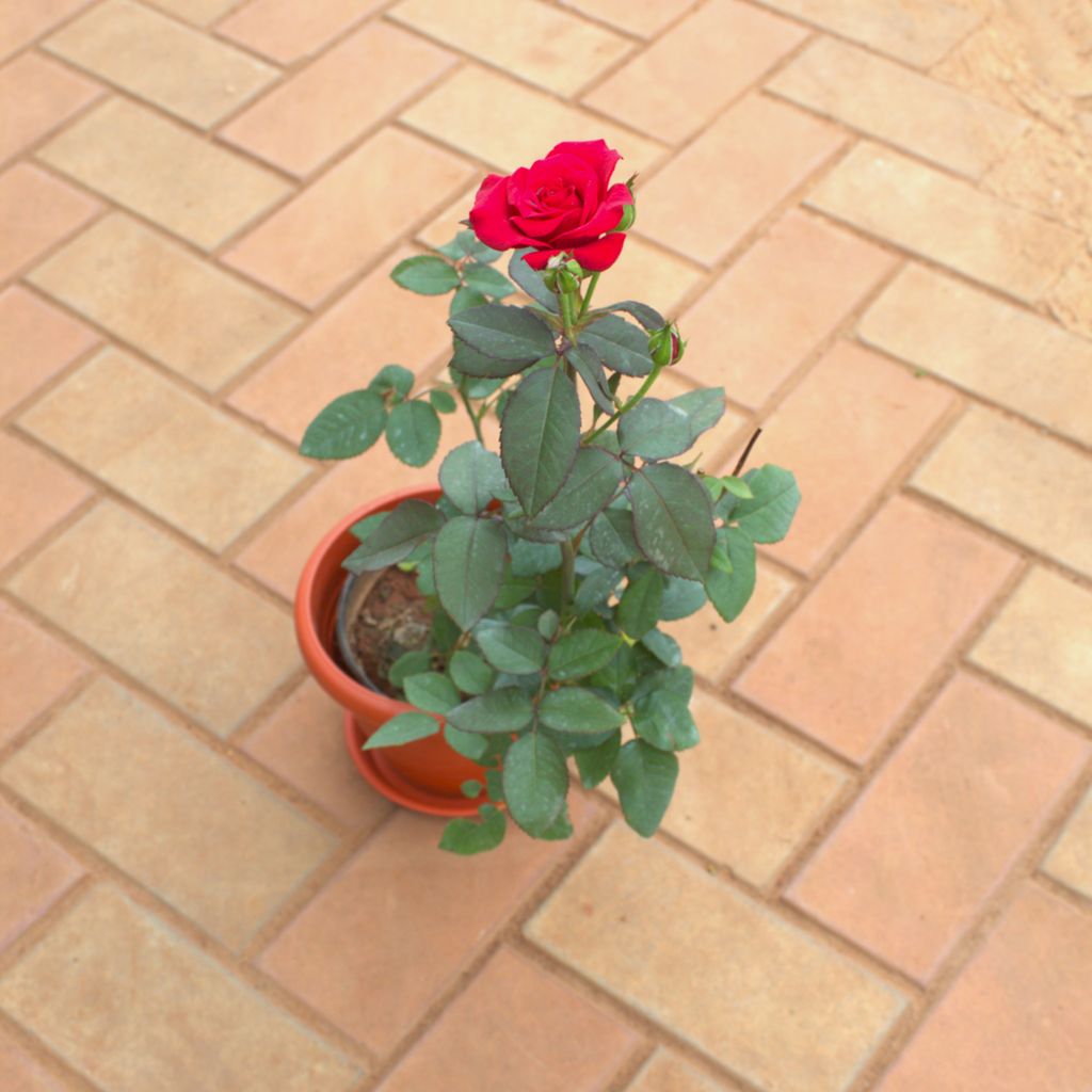 Rose Red in 7 Inch Terracotta Red Classy Plastic Pot With Tray