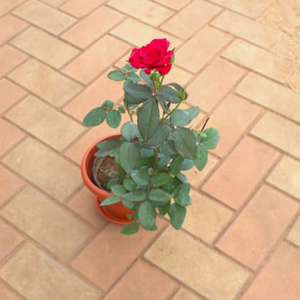 Buy Rose Red in 7 Inch Terracotta Red Classy Plastic Pot With Tray Online | Urvann.com