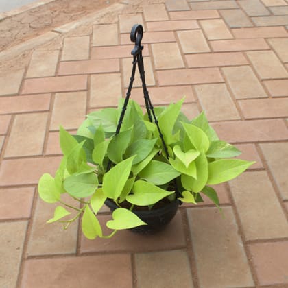 Buy Golden Money Plant in 5 Inch Black Hanging Basket Online | Urvann.com