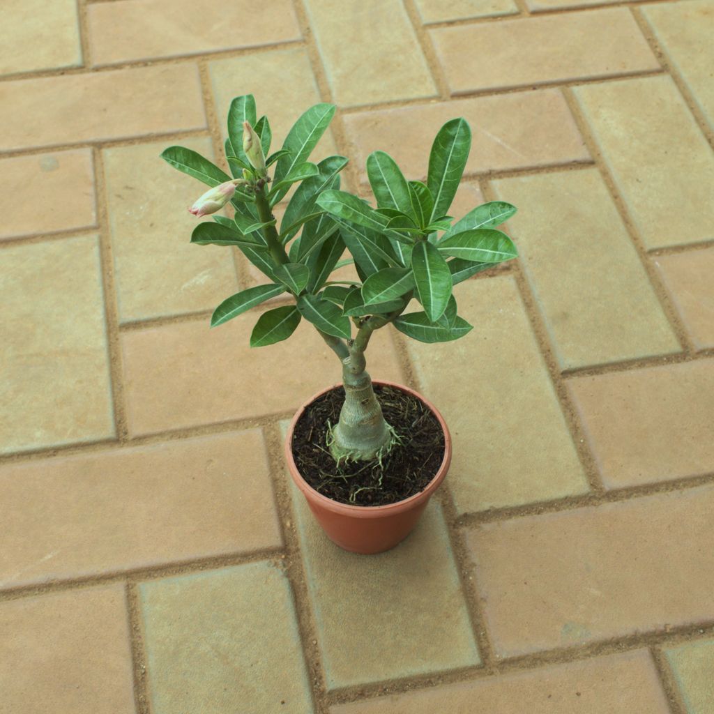 Adenium in 3 Inch Nursery Pot