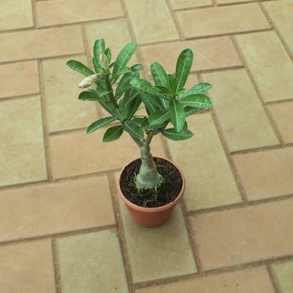 Buy Adenium in 3 Inch Nursery Pot Online | Urvann.com