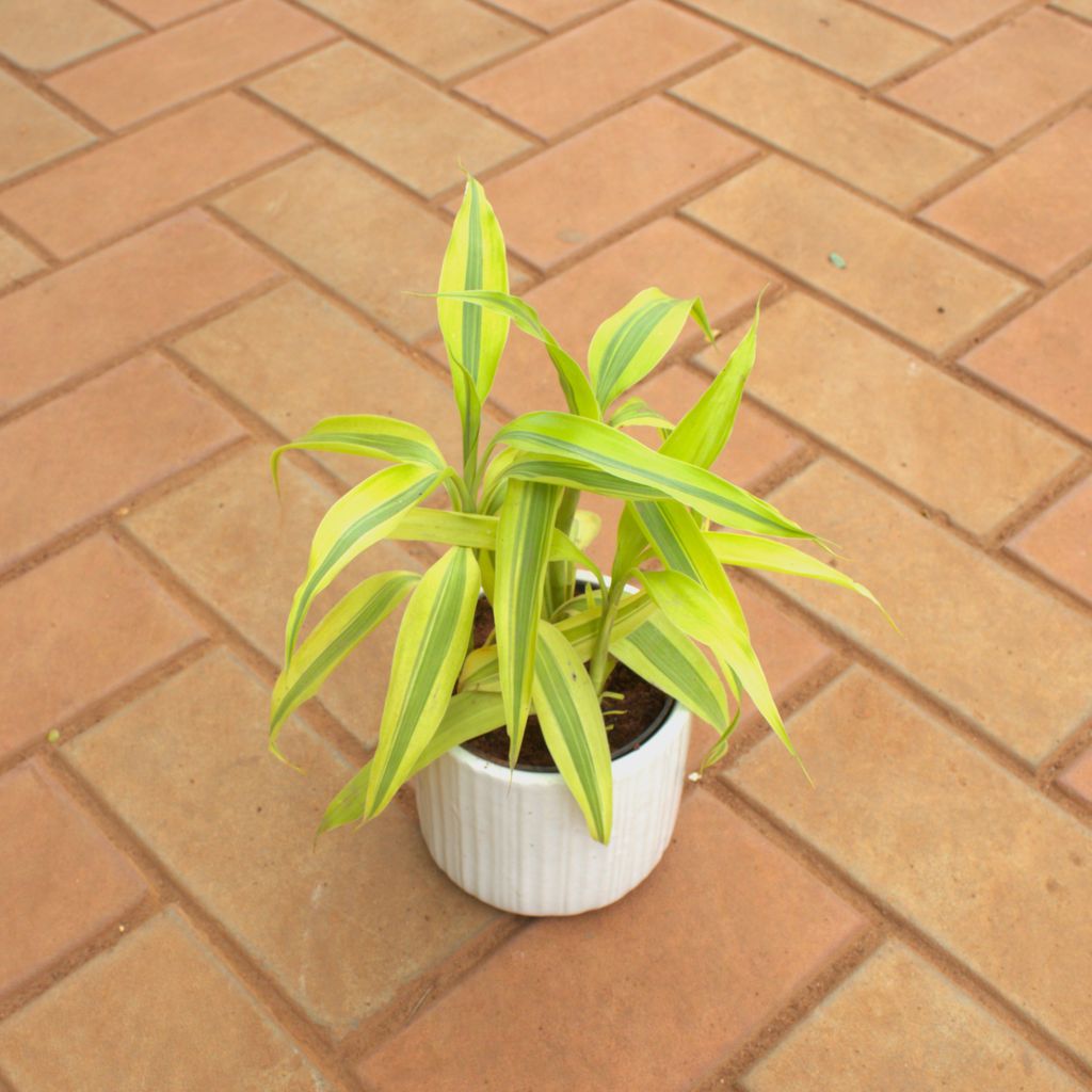 Soil Bamboo in 4 Inch White Cylindrical Ceramic Pot