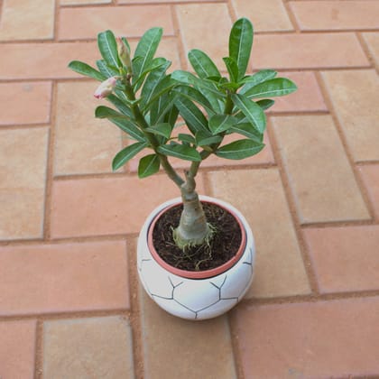 Buy Adenium in 4 Inch Football Designer Ceramic Pot (any Colour) Online | Urvann.com