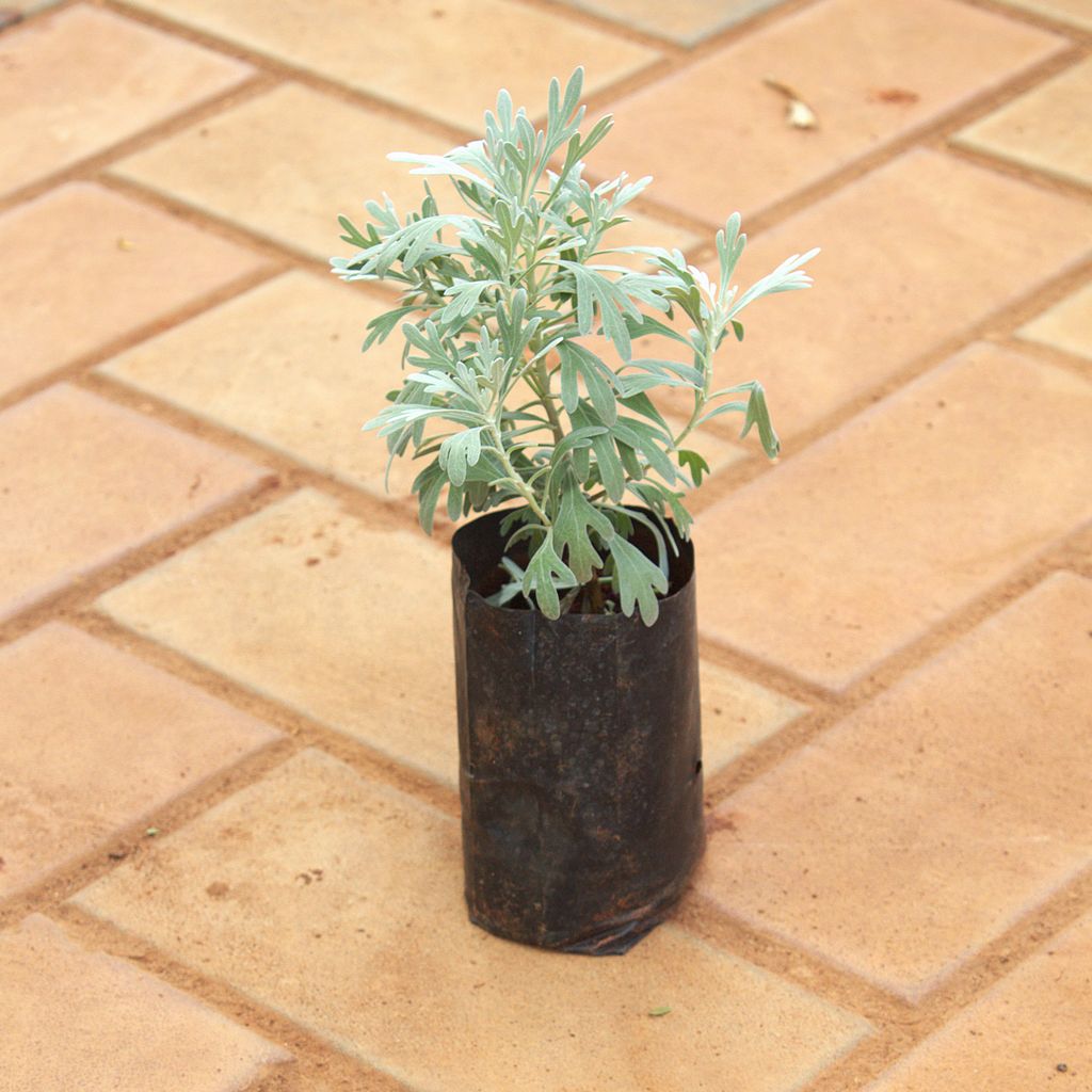 Lavender in 4 Inch Nursery Bag