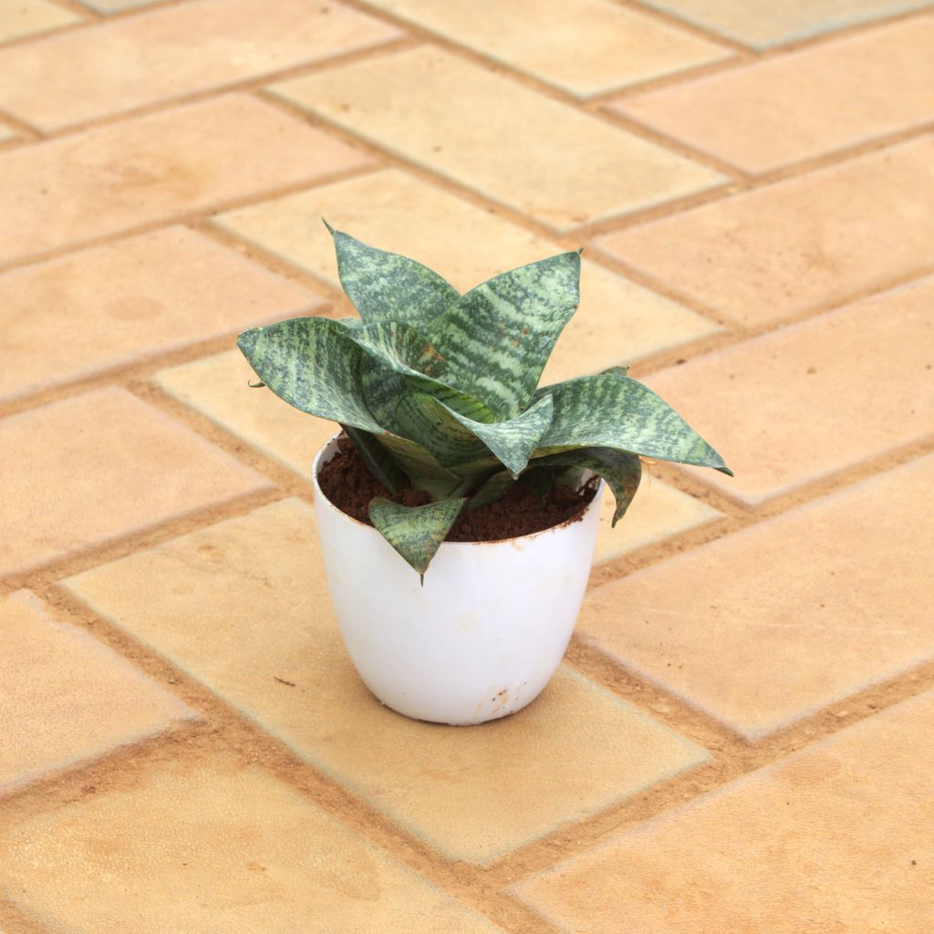 Snake Green in 4 Inch White Premium Orchid Round Plastic Pot