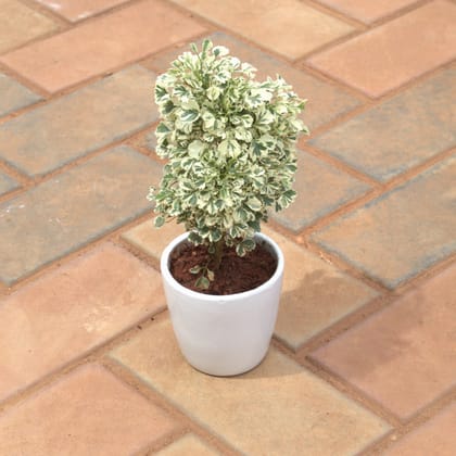 Buy Aralia Variegated in 4 Inch White cup ceramic Pot Online | Urvann.com