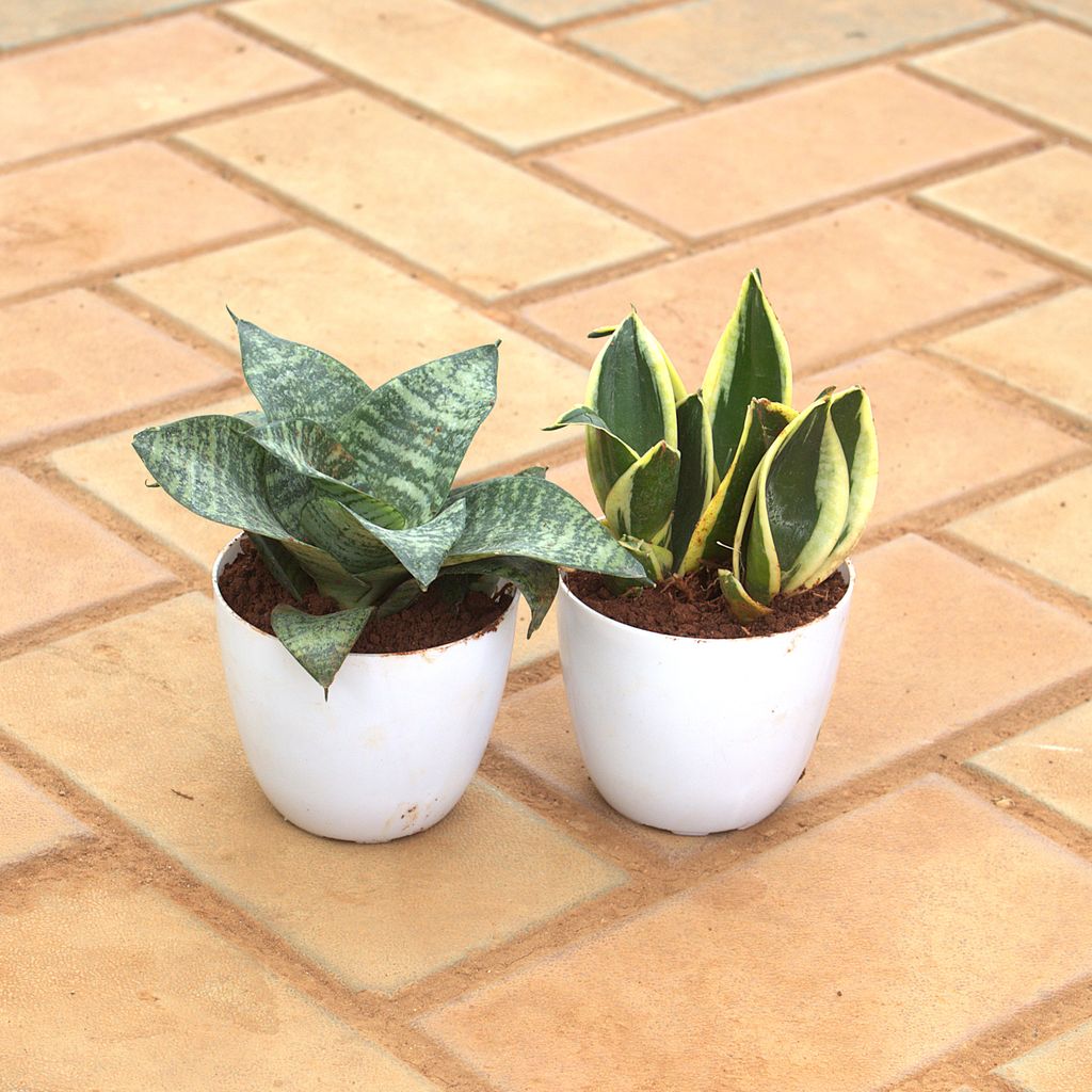 Set Of 2 - Snake (Yellow & Green) in 4 Inch White Premium Orchid Round Plastic Pot