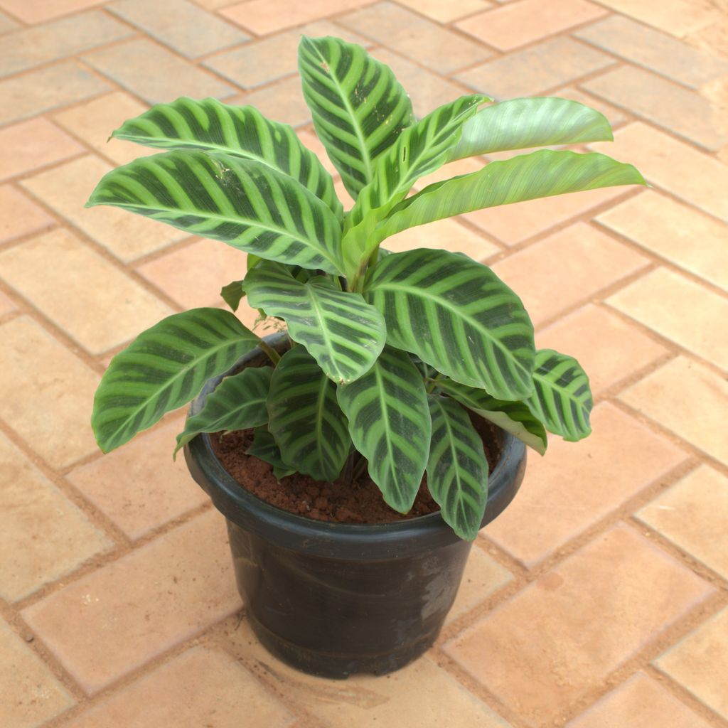 Calathea Zebrina in 8 Inch Nursery Pot