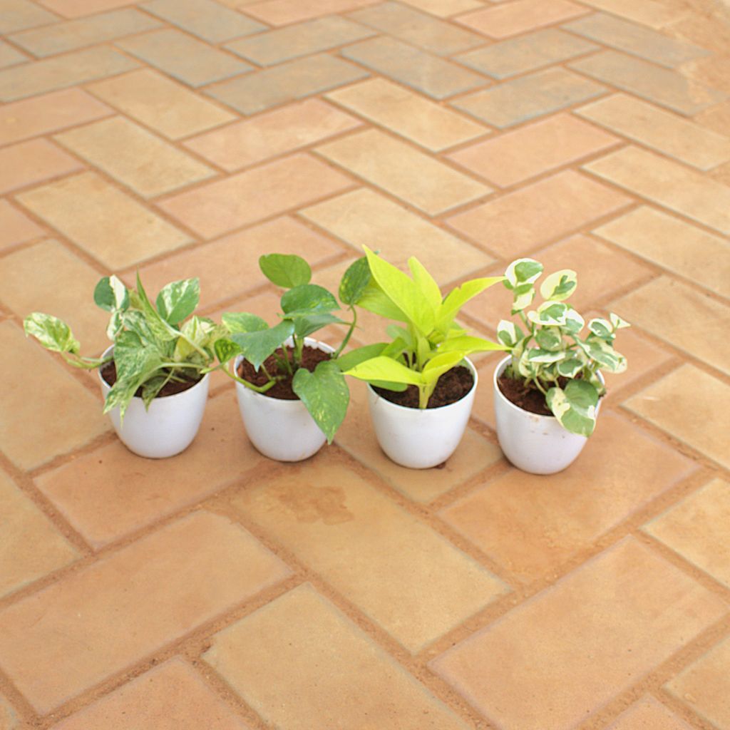 Set Of 4 - Money Plant (N'Joy, Green, Golden & White) in 4 Inch White Premium Orchid Round Plastic Pot