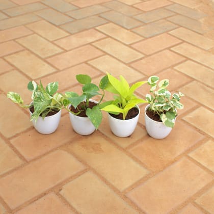 Buy Set Of 4 - Money Plant (N'Joy, Green, Golden & White) in 4 Inch White Premium Orchid Round Plastic Pot Online | Urvann.com