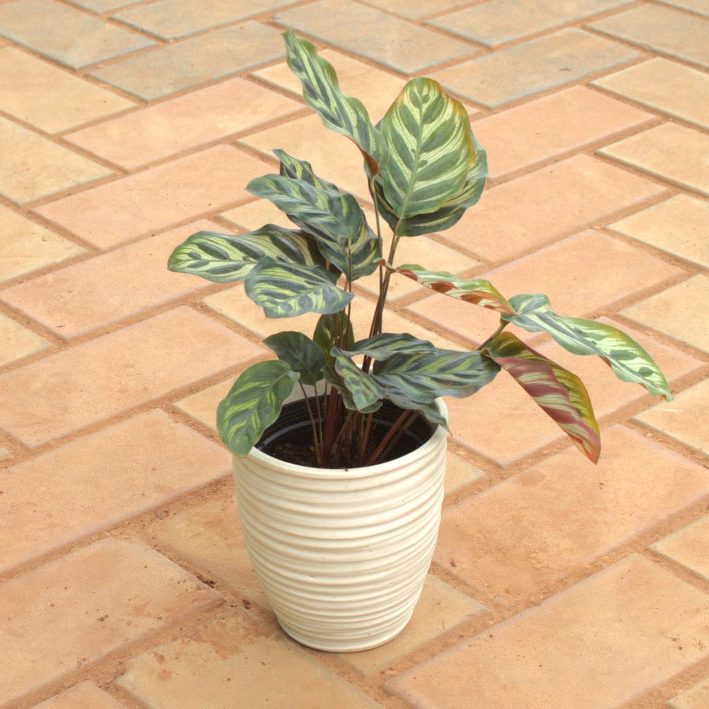 Calathea Maranta / Zebrina in 6 Inch Ring Designer Ceramic Pot