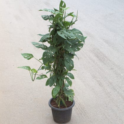 Buy Monstera Broken Heart With 3 Ft Moss Stick in 10 Inch Nursery Pot Online | Urvann.com