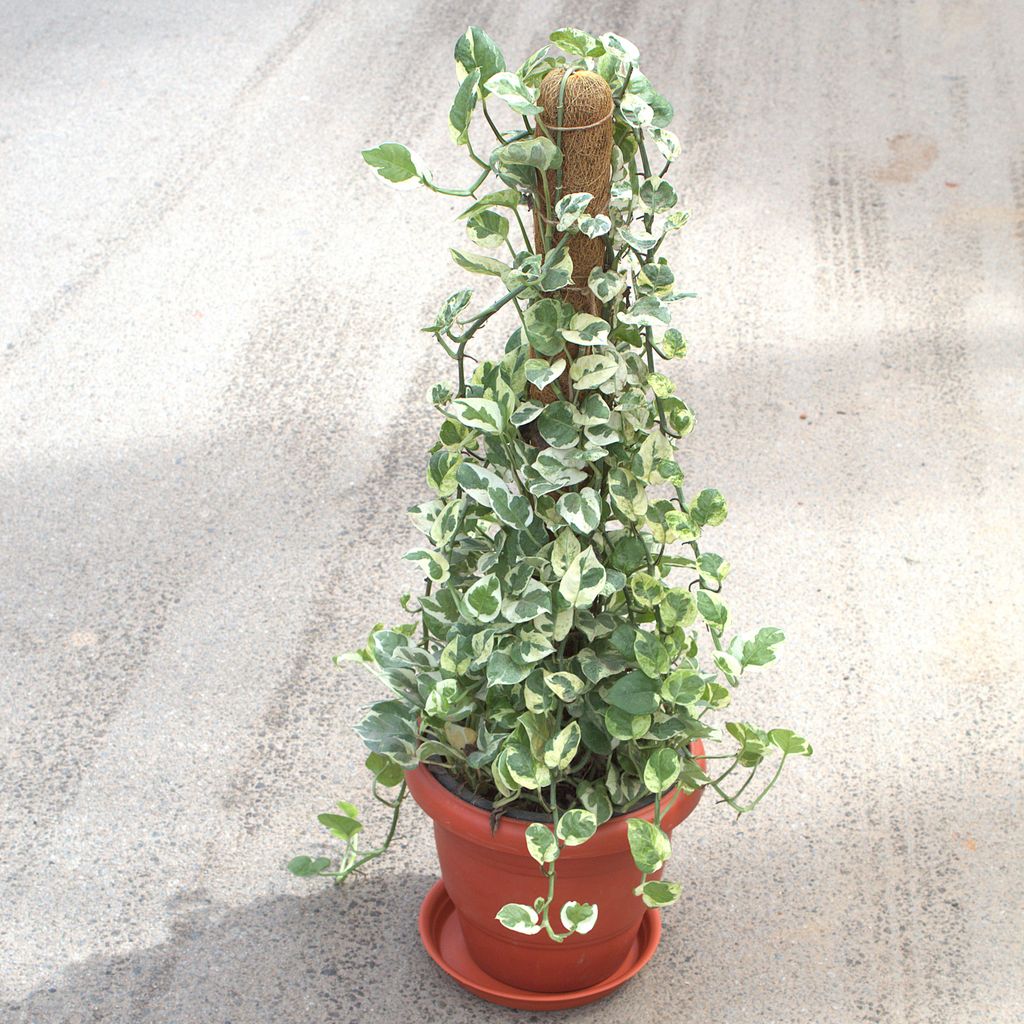 Money Plant N'Joy With 3 Ft Moss Stick in 10 Inch Terracotta Red Classy Plastic Pot