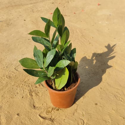 Buy ZZ Green in 4 Inch Nursery Pot Online | Urvann.com