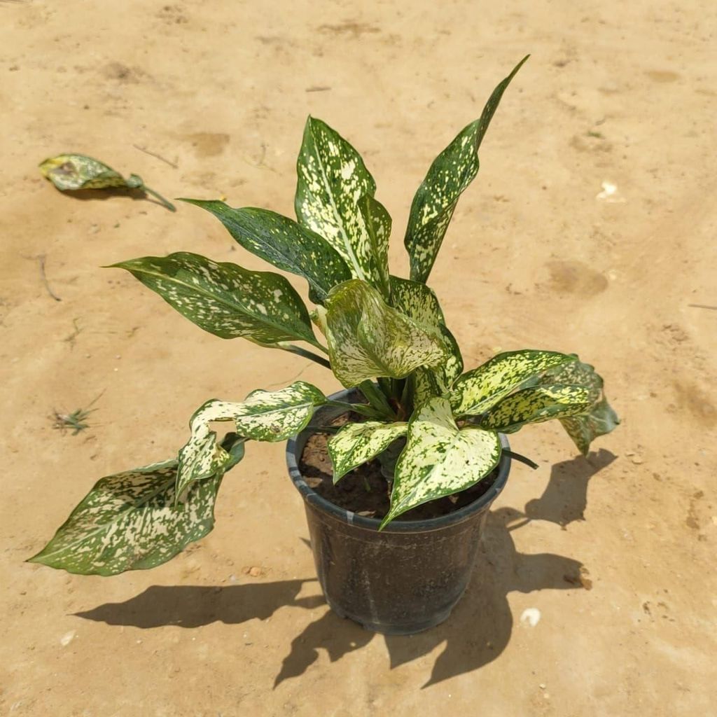 Aglaonema Snow White in 6 Inch Nursery Pot