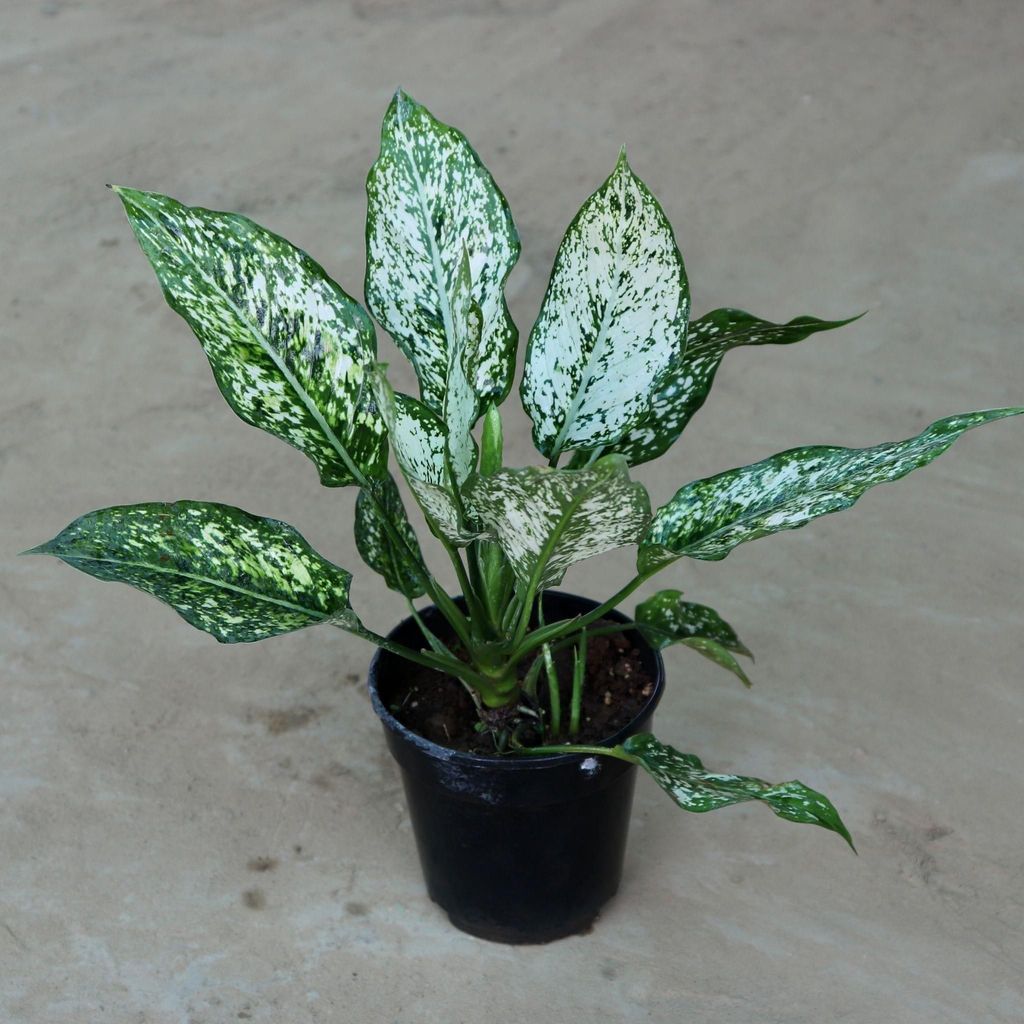 Aglaonema Snow White in 6 Inch Nursery Pot