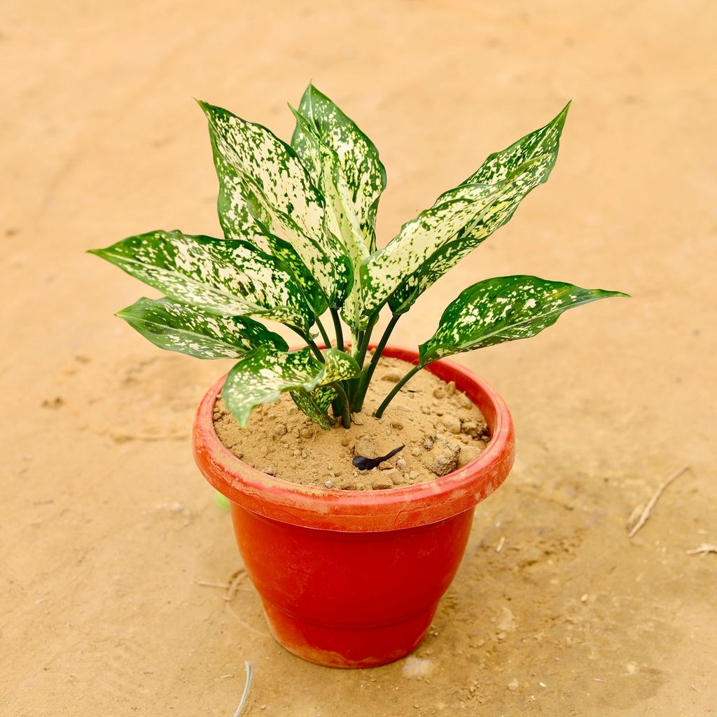 Aglaonema Snow White in 8 Inch Classy Red Plastic Pot