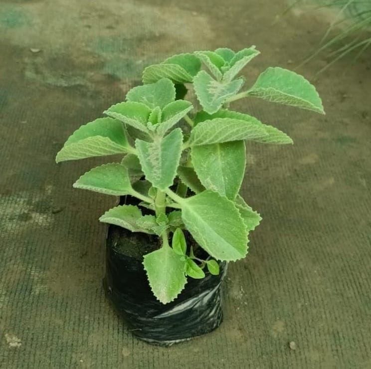 Ajwain in 4 Inch Nursery Bag