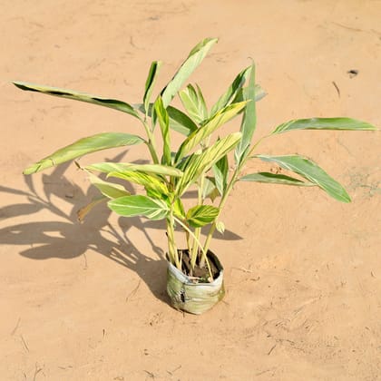 Buy Alpinia in 6 Inch Nursery Bag Online | Urvann.com