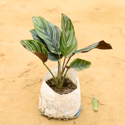 Buy Calathea Pin Stripe in 4 Inch Nursery Bag Online | Urvann.com