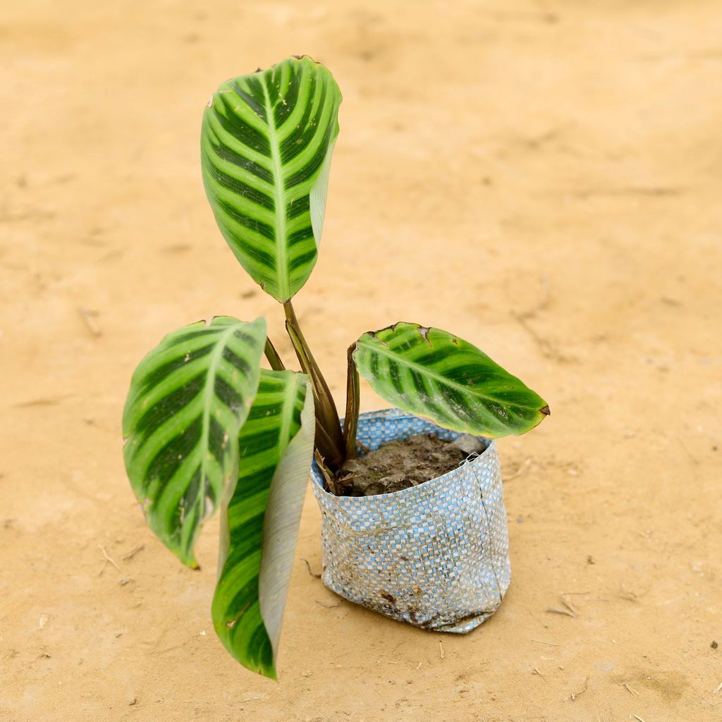 Calathea Zebrina in 4 Inch Nursery Bag