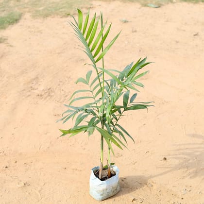 Buy Cane palm in 7 Inch Nursery Bag Online | Urvann.com