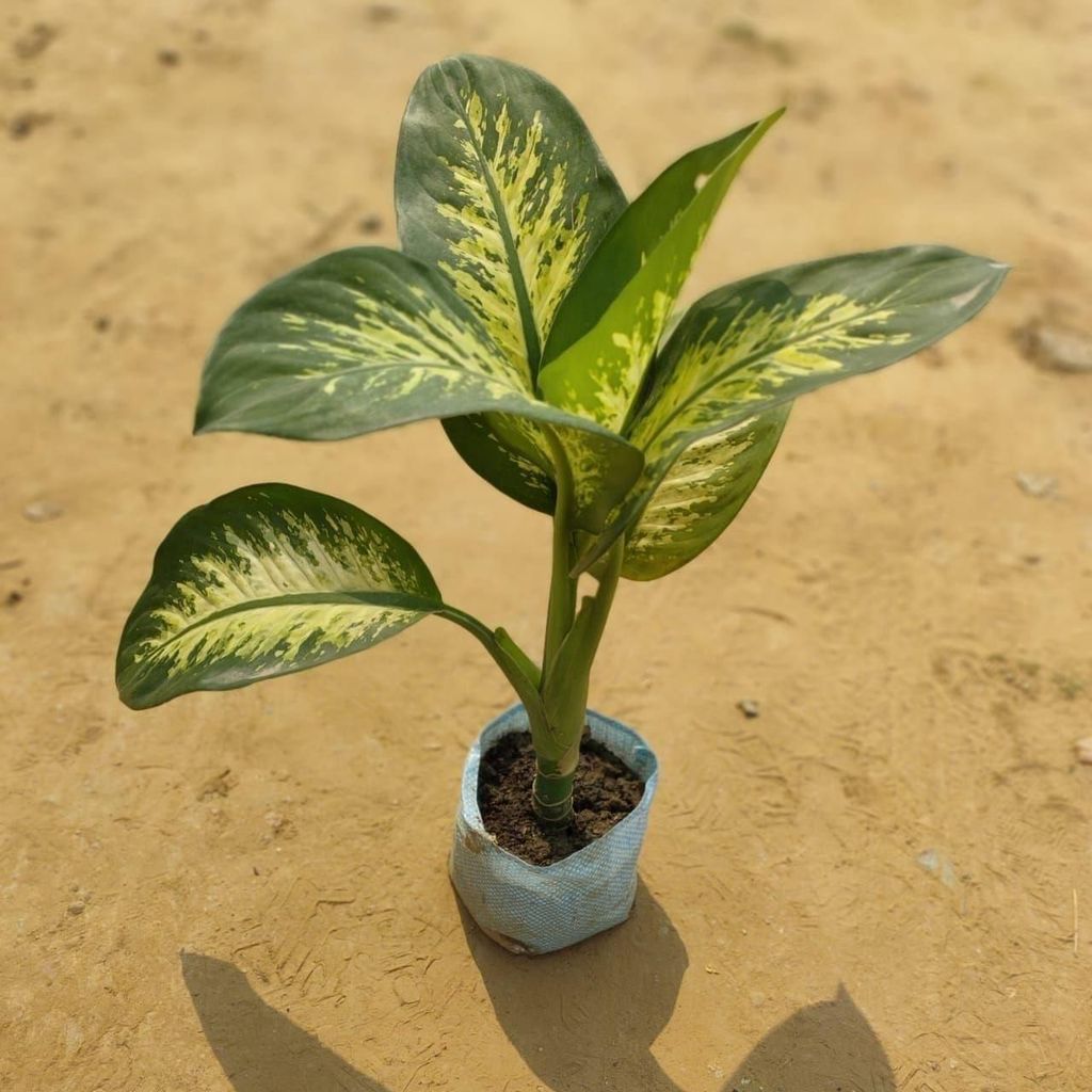 Dieffenbachia in 7 inch Nursery Bag