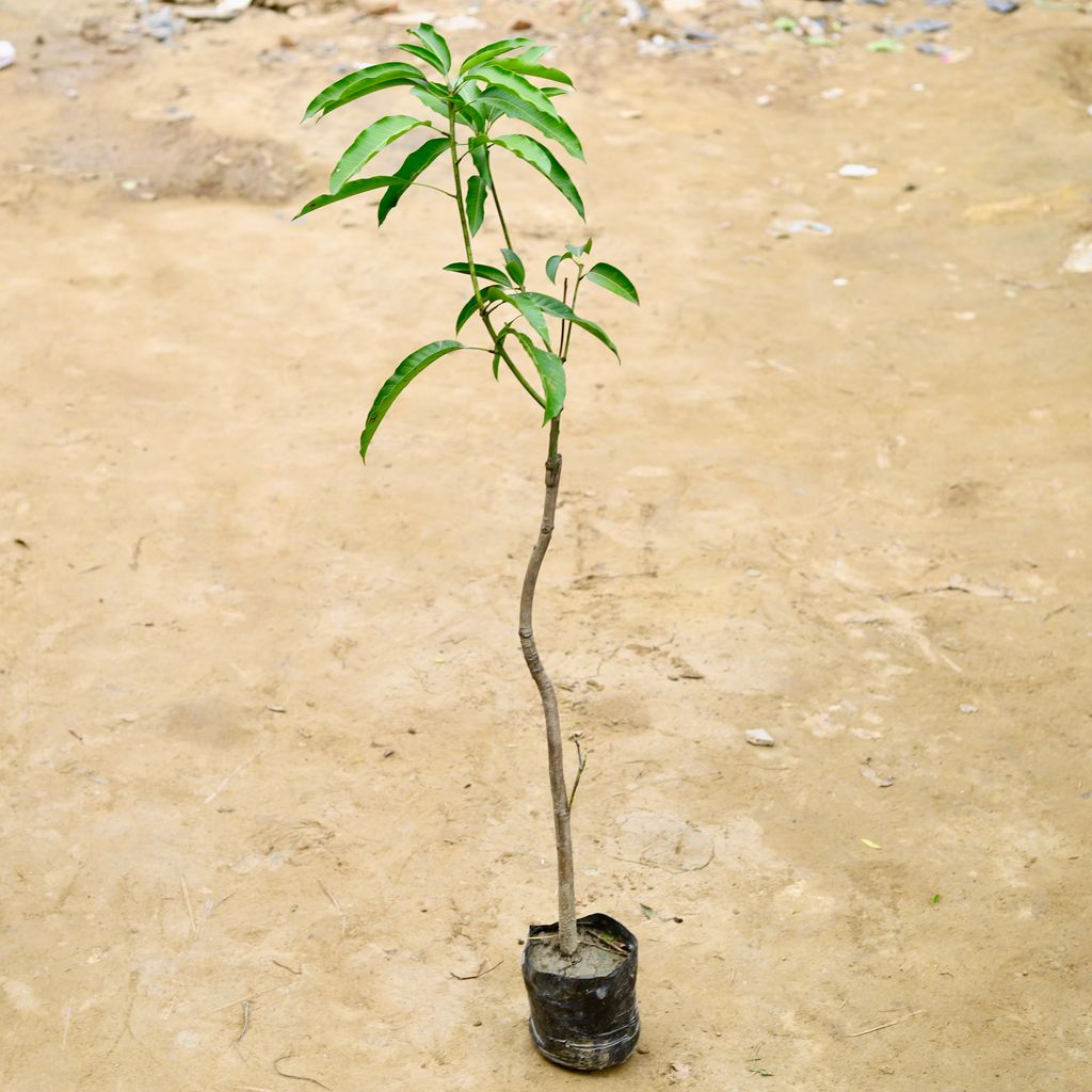 Aam / Mango Amrapali Grafted (~ 3-4 Ft) in 6 Inch Nursery Bag