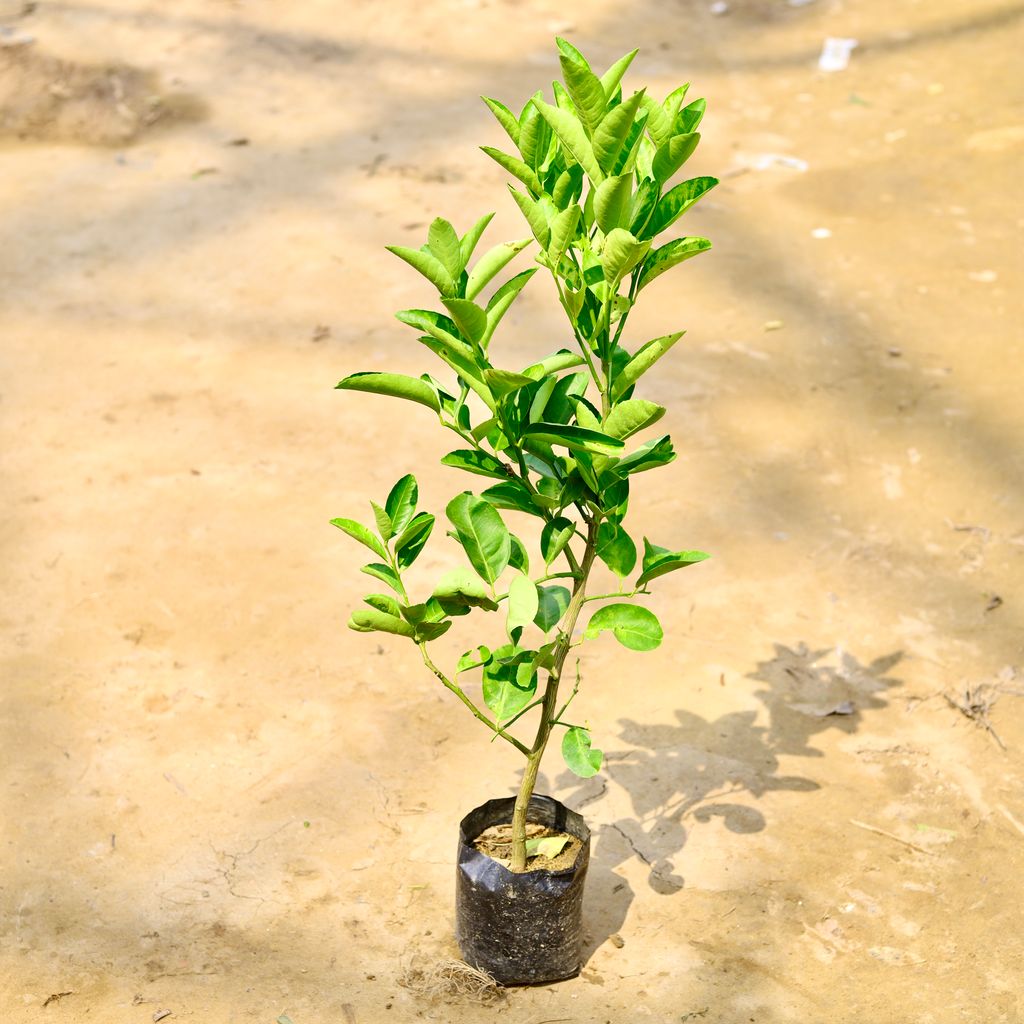 Mosambi / Sweet Lemon in 8 Inch Nursery Bag