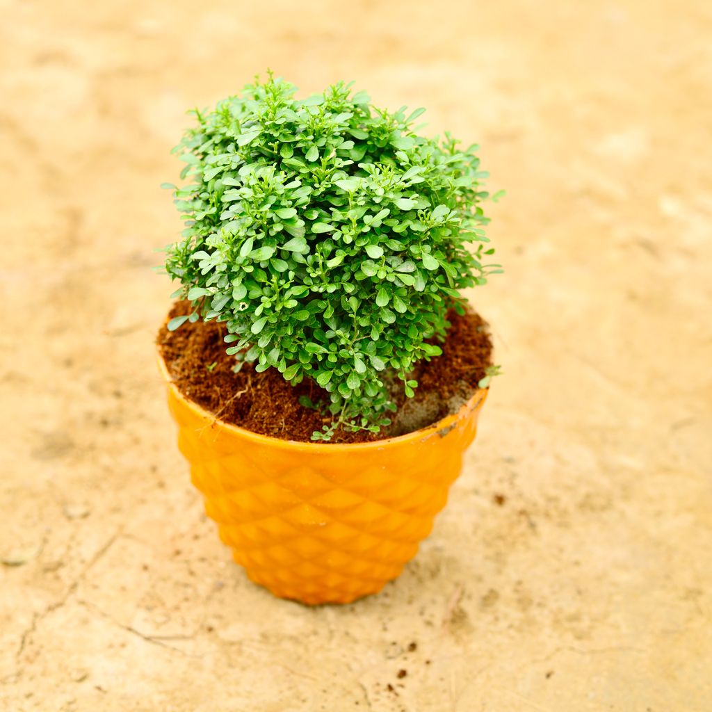 Table Kamini in 6 Inch Orange Diamond Plastic Pot