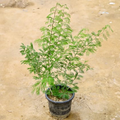 Buy Holy Shami Big (~ 2-3 Ft) in 8 Inch Nursery Pot Online | Urvann.com