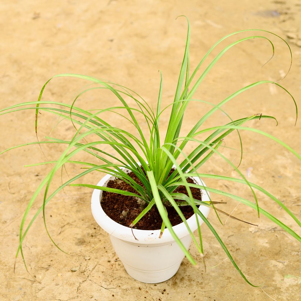 Nolina / Lolina Palm in 10 Inch White Classy Plastic Pot